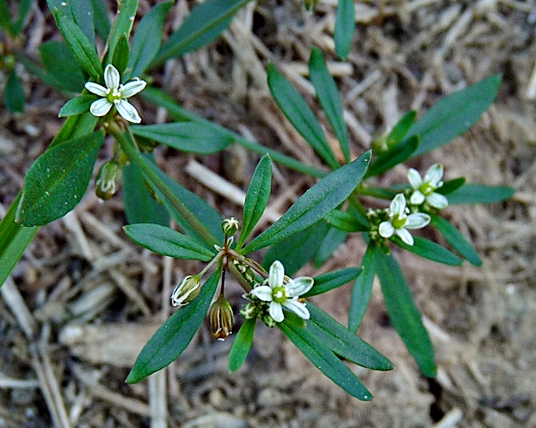 {Mollugo verticillata}